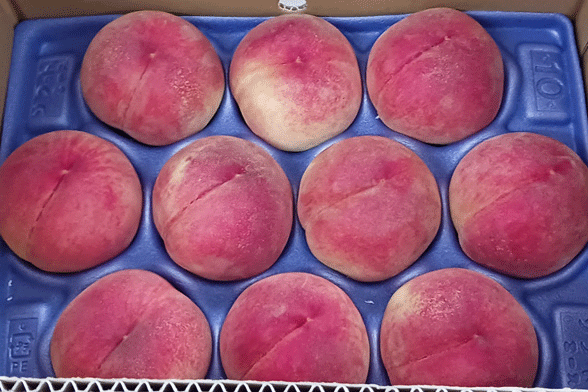 産地から直送。会津永井野選果場の桃。糖度センサー選抜で甘い