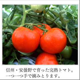 信州･安曇野トマト