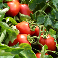 さかえむらの畑の完熟トマトからさかえむらトマトジュースは作ります
